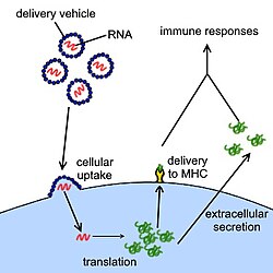 Diagram of the operation of an RNA vaccine. Messenger RNA contained in the vaccine enters cells and is translated into viral proteins, which trigger an immune response.
