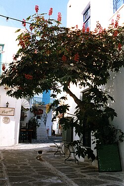 In Greece it is hardy enough to grow as a small tree. In northern countries it is grown instead as an annual.