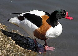 Male common shelduck