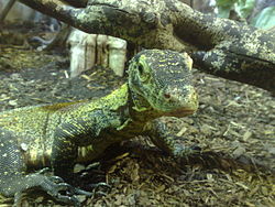 A young Komodo dragon, Varanus komodoensis, produced through parthenogenesis. Komodo dragons can produce offspring through both sexual reproduction and parthenogenesis.