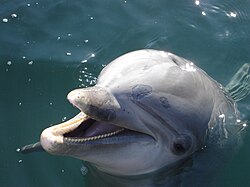 The face of a common bottlenose dolphin