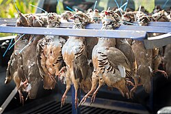Red-legged partridges on a game rack