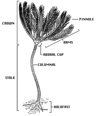 Anatomy of a stalked crinoid
