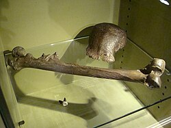The syntype fossils of Java Man (H. e. erectus), at Naturalis, Leiden