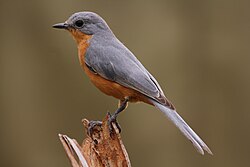 Silverbird, monotypic genus Empidornis