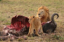 Lions are voracious carnivores; they require more than 7 kilograms of meat daily. A major component of their diet is the meat of large mammals, such as this buffalo.