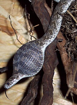 African egg-eating snake eating an egg