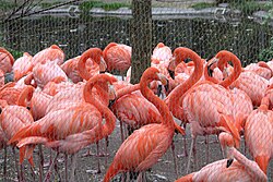 At Copenhagen Zoo: captive flamingoes have been shown to have more red blood cells than wild ones