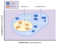 Graph depicting how a realized niche fits within a fundamental niche depending on varying abiotic factors
