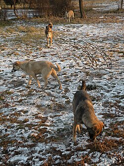 Feral dogs in Bucharest