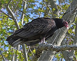 Turkey vulture (Cathartes aura)