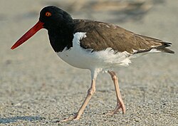 American oystercatcher