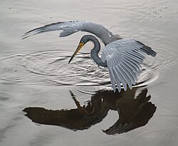 Tricoloured heron fishing, using wings to eliminate reflection from the water, which improves its ability to sight prey