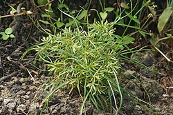 Tiger nuts are agochoric.