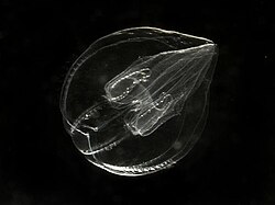 Cydippid larva of Bolinopsis sp., a few millimetres long