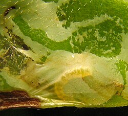 Phyllocnistis magnoliella in magnolia leaf.