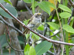 A white-eyed vireo (Vireo griseus bermudianus) in Bermuda
