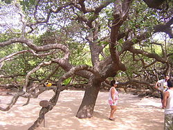 The world's largest cashew tree