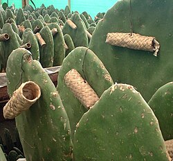 Zapotec nests on O. ficus-indica