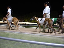 Greyhounds preparing for a race