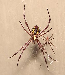 Female (left) and male (right) Argiope appensa, displaying typical sexual differences in spiders, with dramatically smaller males
