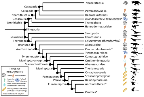 Cladogram showing distribution of feathers in Dinosauria, as of 2019. The groups that are marked with scales did not necessarily lack feathers but simply have never been found with feather impressions.