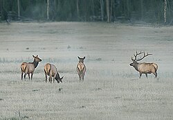 Elk in Hayden Valley