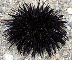 The black sea urchin was named Echinus lixula in 1758.