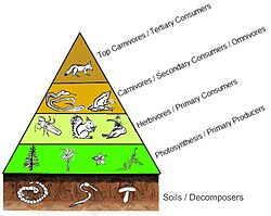 A four level trophic pyramid sitting on a layer of soil and its community of decomposers.