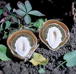 An immature fruiting body ("egg") in longitudinal section
