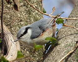 An individual of the subspecies S. e. hondoensis in Yamagata, Gifu, Japan