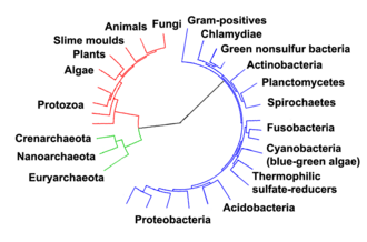 Evolutionary tree showing the divergence of modern species from their common ancestor in the center.[64] The three domains are colored, with bacteria blue, archaea green, and eukaryotes red.