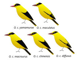 Males differ geographically in extent of black and yellow on head, wing and tail
