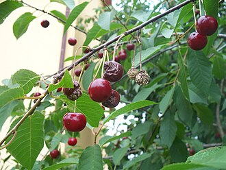 Cherries with Monilinia laxa