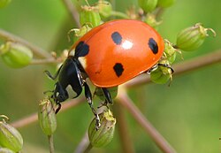 Coccinella septempunctata, a predatory beetle beneficial to agriculture