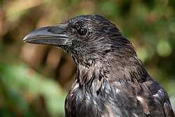 Adult male carrion crow moulting at the Jardin des Plantes of Paris