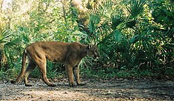 The Florida panther, the state animal