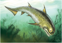 Nerepisacanthus, an acanthodian