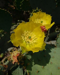 Opuntia Ficus-Indica in Behbahan, Iran