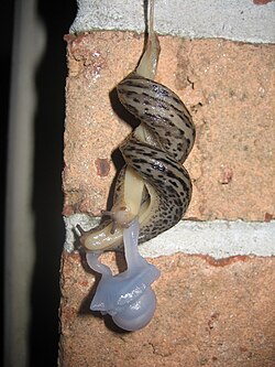 Mating grey slugs, suspended from a slime thread