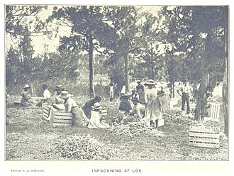 Onion cultivations on Bermuda, 1895