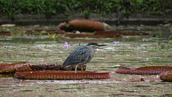 Standing still in a pond at the Rio de Janeiro Botanical Garden.