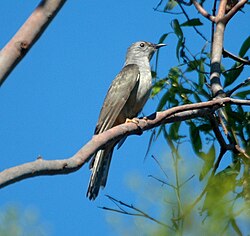 The callⓘ of the brush cuckoo