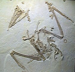Fossil of Eocene species Limnofregata azygosternon