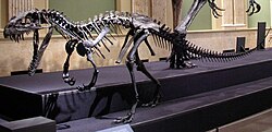 Ceratosaurus, a ceratosaurid