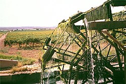 A vineyard on the Orange River