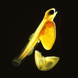 Salmon egg hatching into a sac fry. In a few days, the sac fry will absorb the yolk sac and start feeding on smaller plankton.