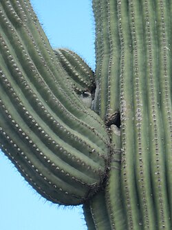 By a nest in a saguaro cactus in Arizona, U.S.