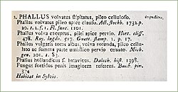 Part of page 1179 of volume 2 of the 1st edition of Linnaeus’s Species Plantarum, describing mushroom species Phallus impudicus. The body text is using polynomial nomenclature, with the trivial name attached in the margin.