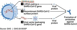 Potential candidates for forming SARS-CoV-2 proteins to prompt an immune response.